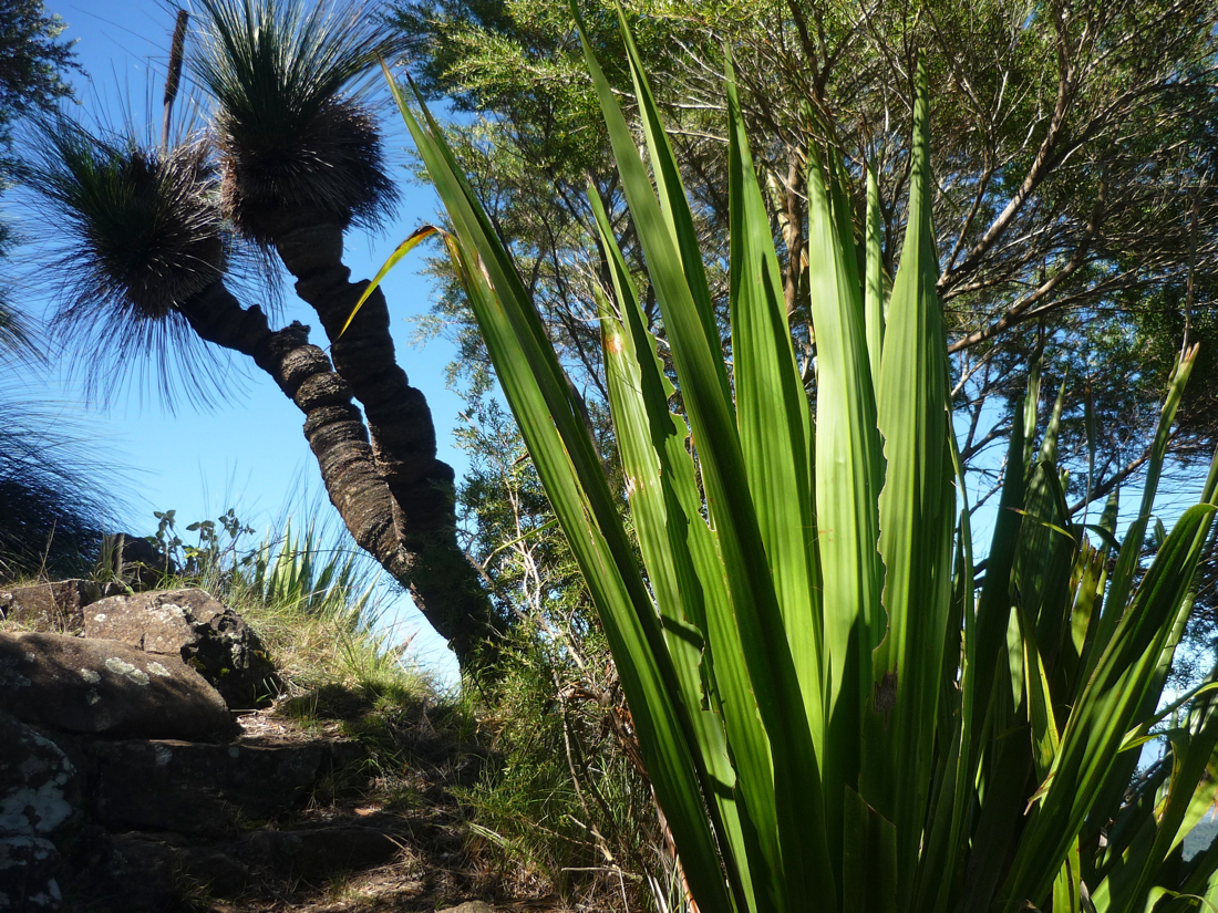 Grass trees na plošince pod nepřístupným vrcholem.