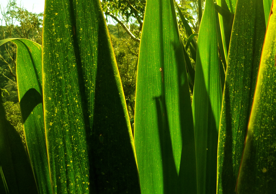 Great spear lily, česky - hůlovec.
