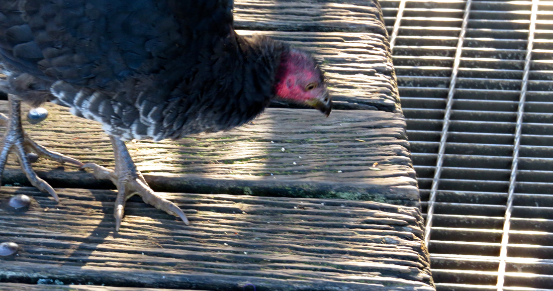 Pro Australany je tabon zkrátka krocan - bush turkey.