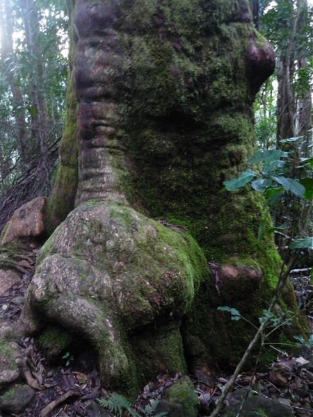 Cestou dolů z Mount Warning.