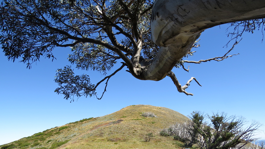 Little feathertop (1775 m).