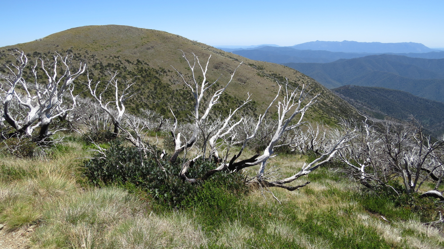 Little Feathertop a plošina Mount Buffalo na obzoru.
