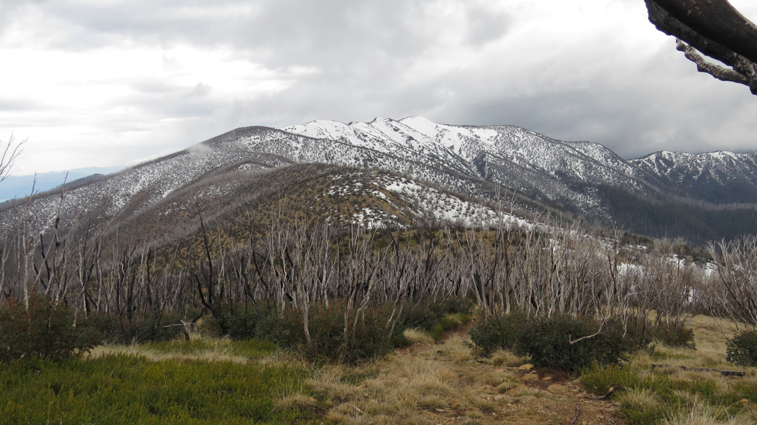 Háj uschlých a ohořelých blahovičníků - snow gums.