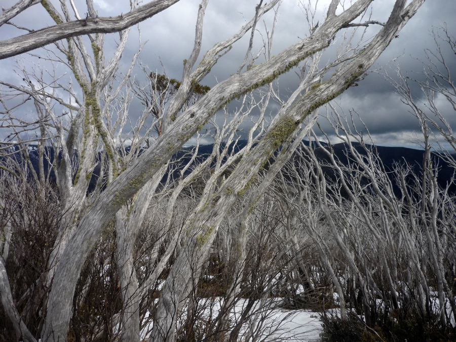 Snow gums.