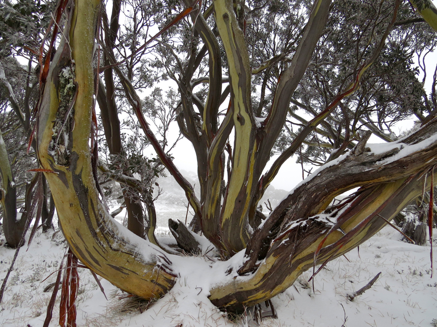 Snow gums.