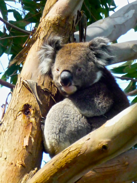 Koala, Sugarloaf.