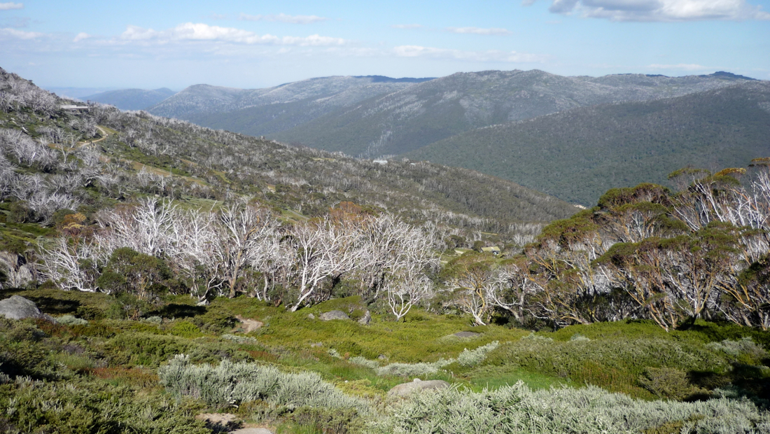 Sestup dolů po Merrits Nature Track do Thredbo.