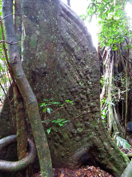 Národní park Springbrook, jižní Queensland.