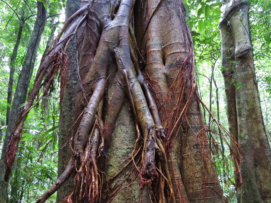 Australian banyan.