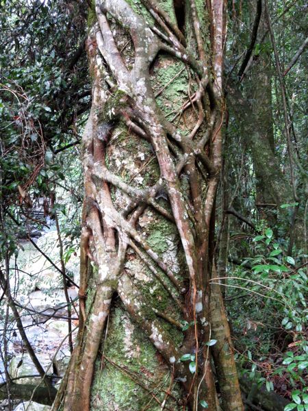 Strangler fig - fíkovník škrtič.