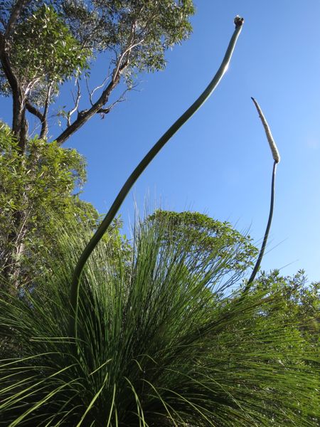 Šlahouny žlutokapu (grass tree).