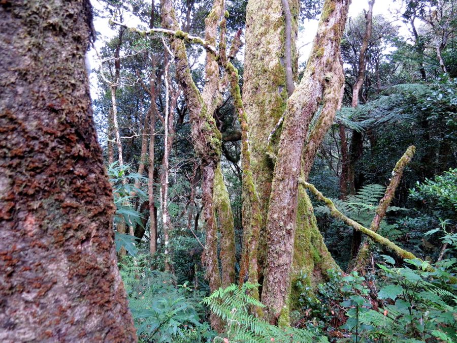 Mt Bithongabel na McPherson Range, Lamington NP.