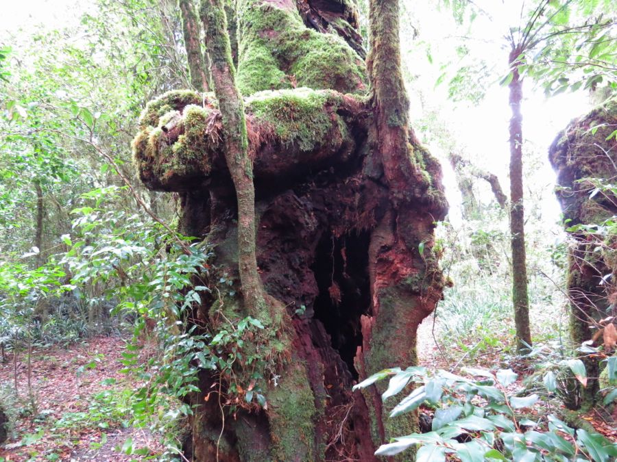 Národní park Lamington na hranici Queenslandu a NSW. 
