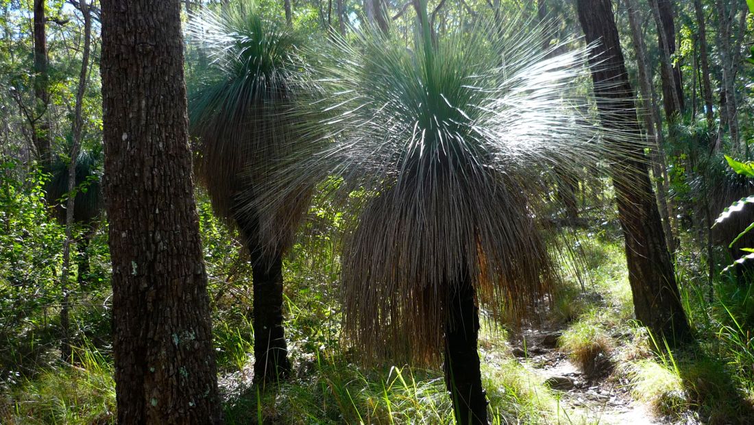 Grass trees se objeví v lese až nedaleko pod vrcholem.