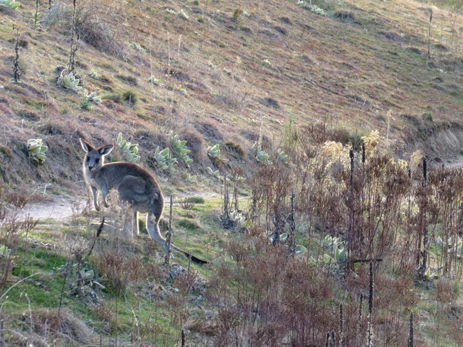 Klokan šedý přímo na stezce. Zpozorní - a tiše odhopká.