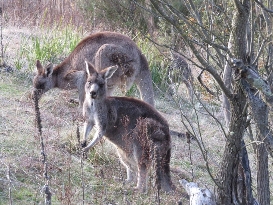 Eastern grey kangaroo, Macropus giganteus.