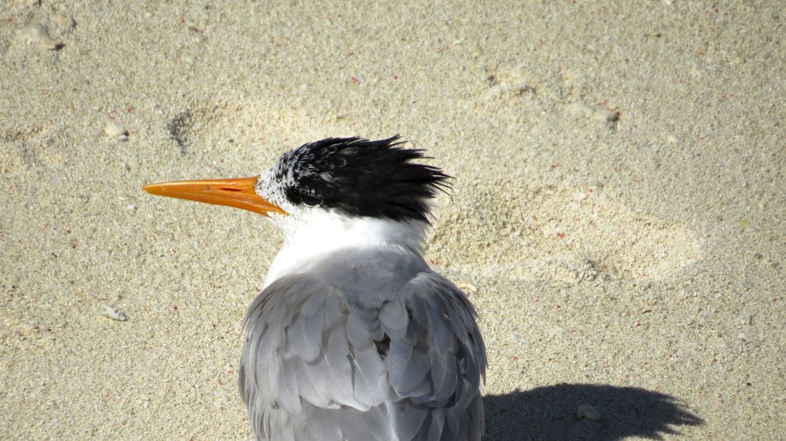 Crested tern, rybák chocholatý.
