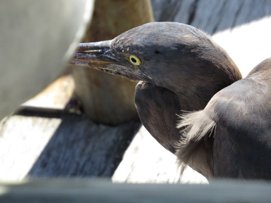 Heron se ovšem též oficiálně nazývá Egret, případně Ardea..