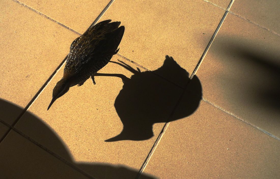 Buff-banded rail, chřástal páskovaný.