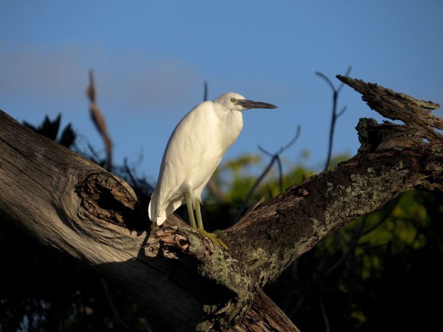 Ardea alba modesta.