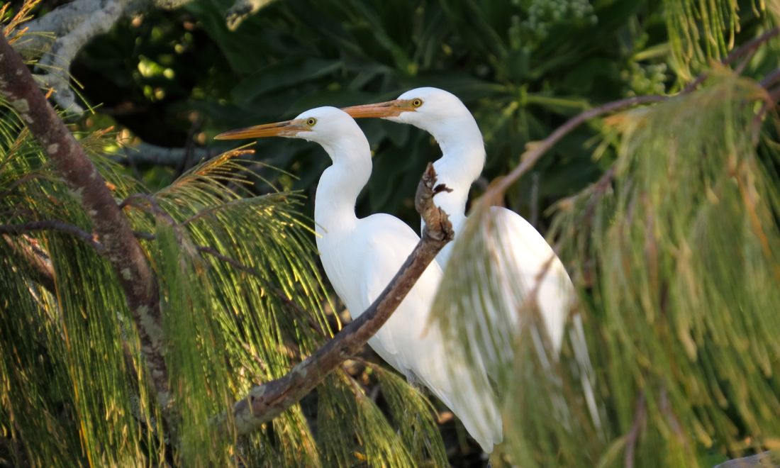 heron28