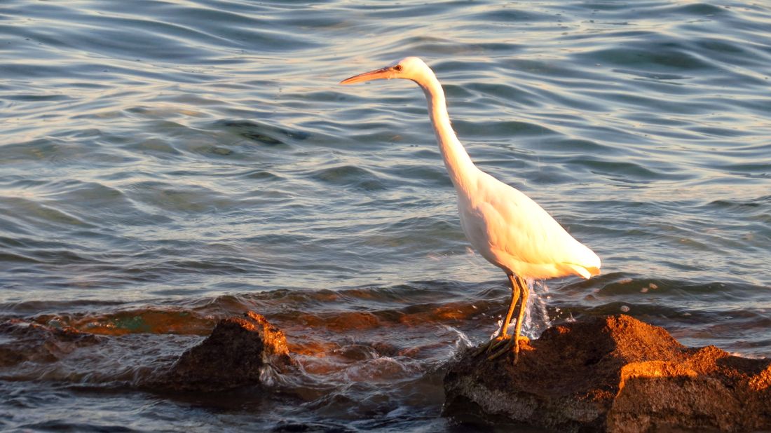 heron31