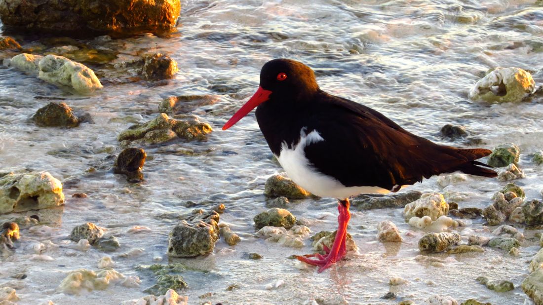 Pied oystercatcher, po česku ústřičník.