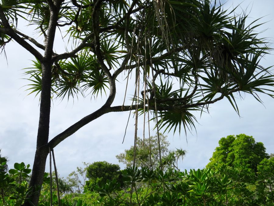 Palma pandanus.