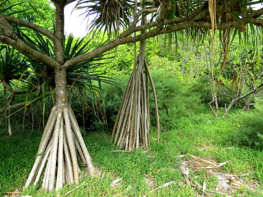 Pandanus a jeho podpůrné kořeny.