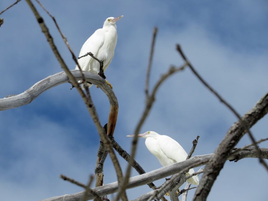 heron51