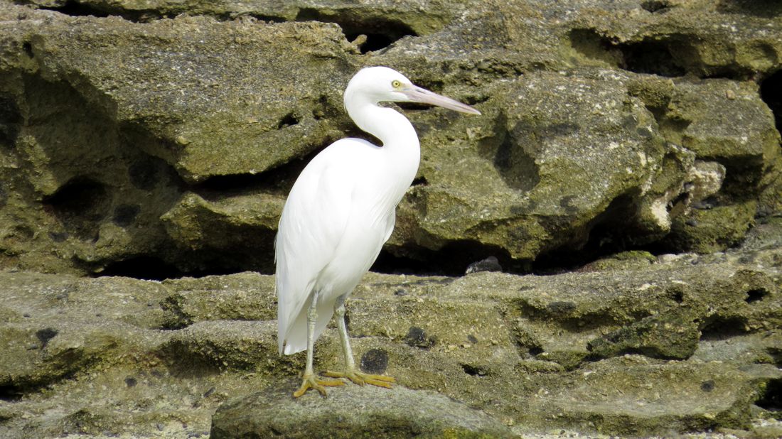 heron55