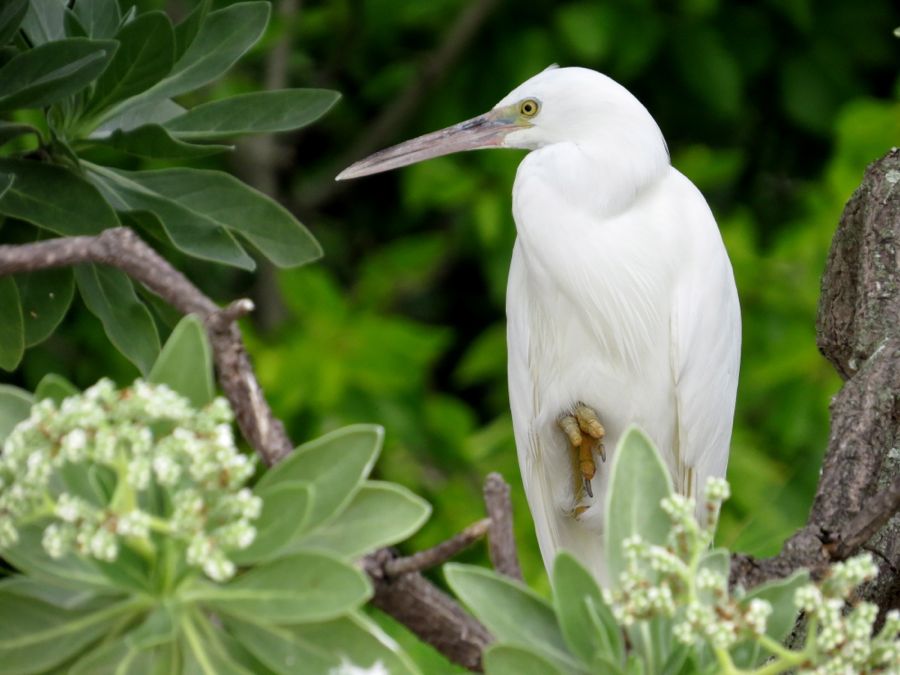 heron66