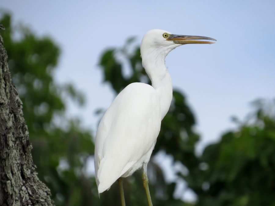 heron67