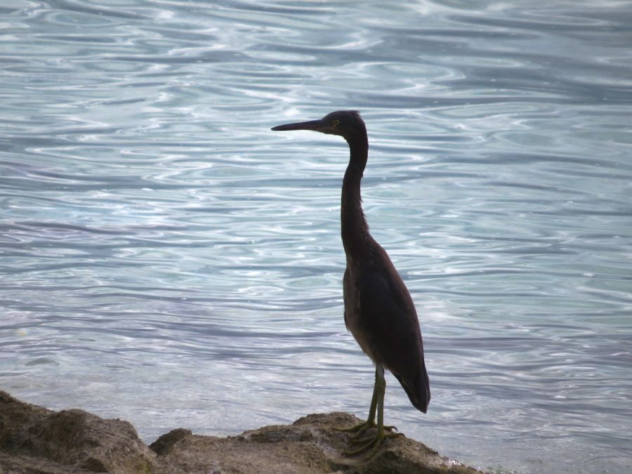 heron68