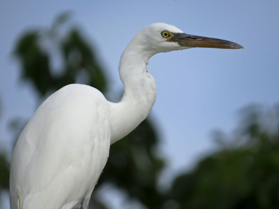 heron69