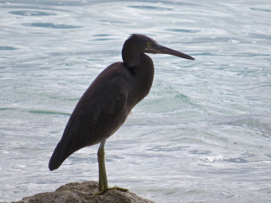heron71
