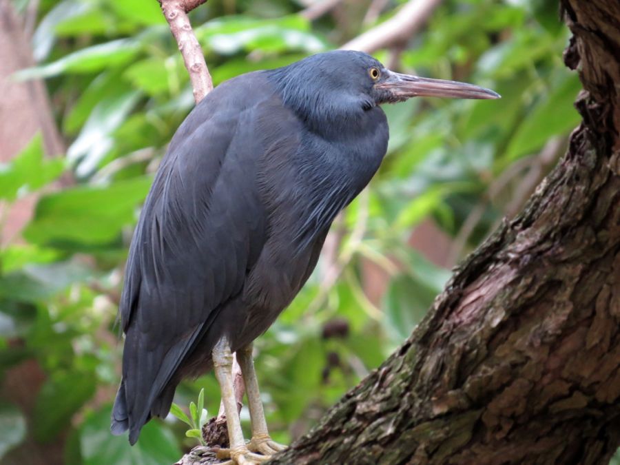 heron72
