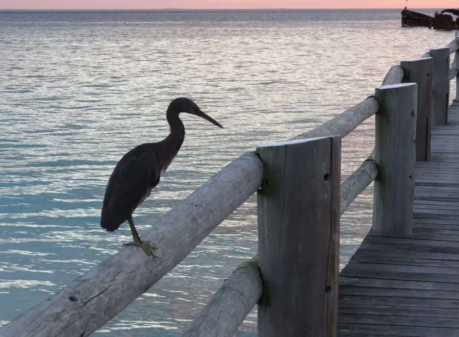 heron83