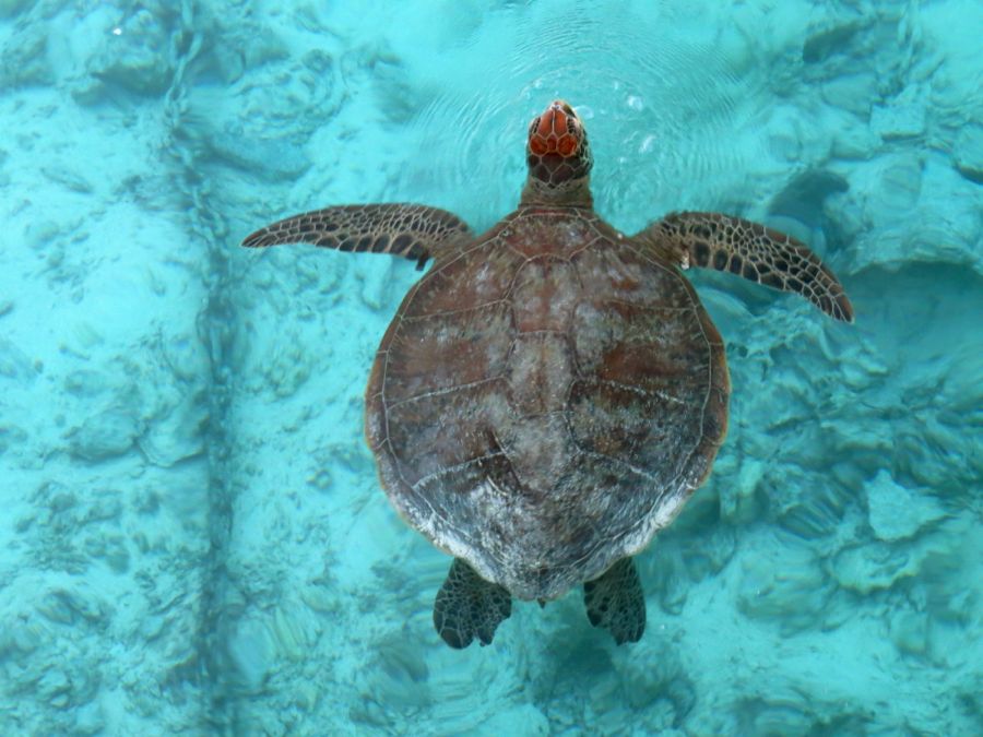 Kareta obrovská, green turtle, brázdí večerním přístavištěm.