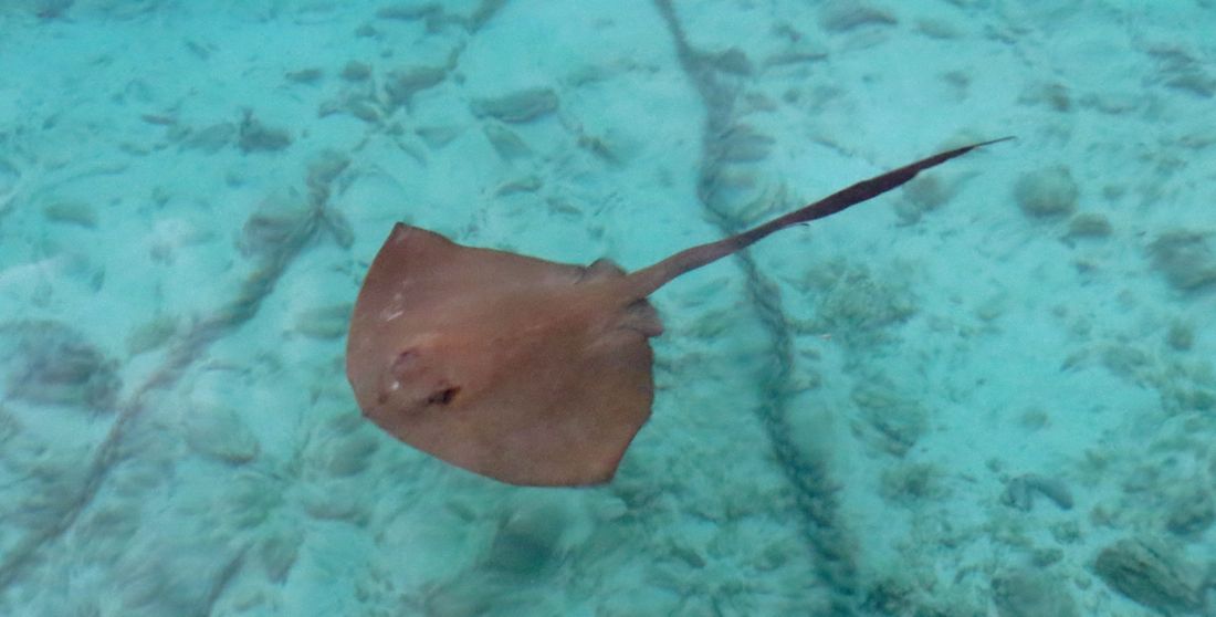 Manta ray, paryba z čeledi mantovitých, anebo prostě - rejnok.