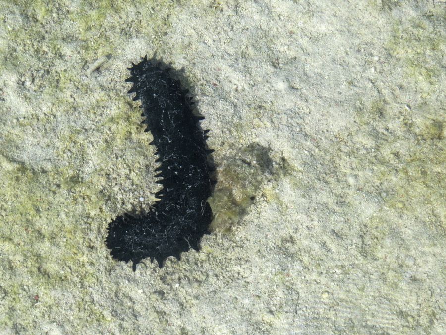 Podmořská okurka, sea cucumber (holothuroidea)