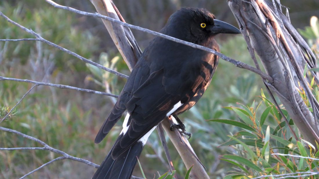 Pied currawong čili flétňák.
