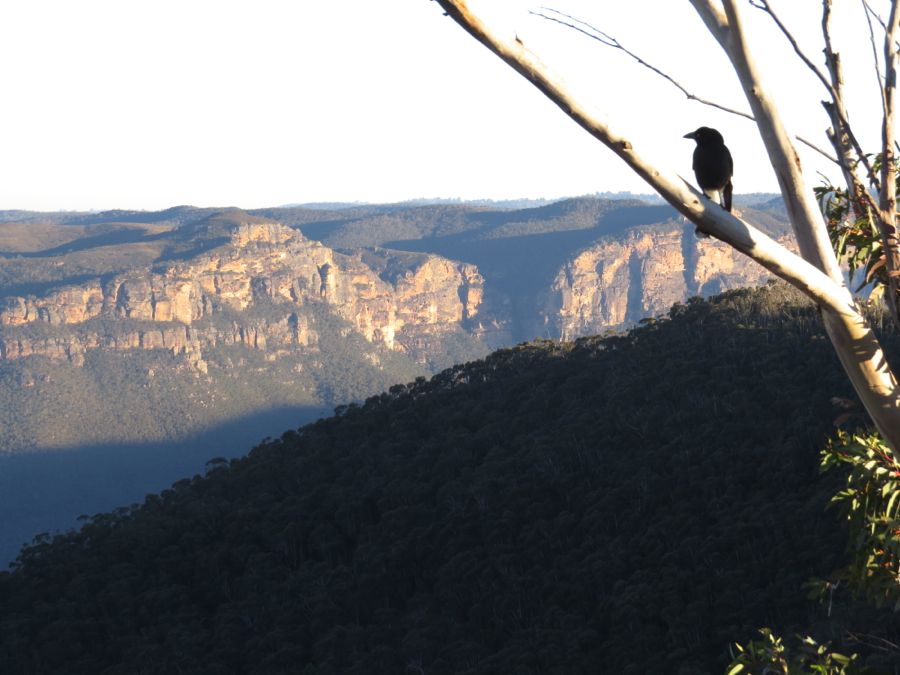 Currawong vytrvale pózuje...