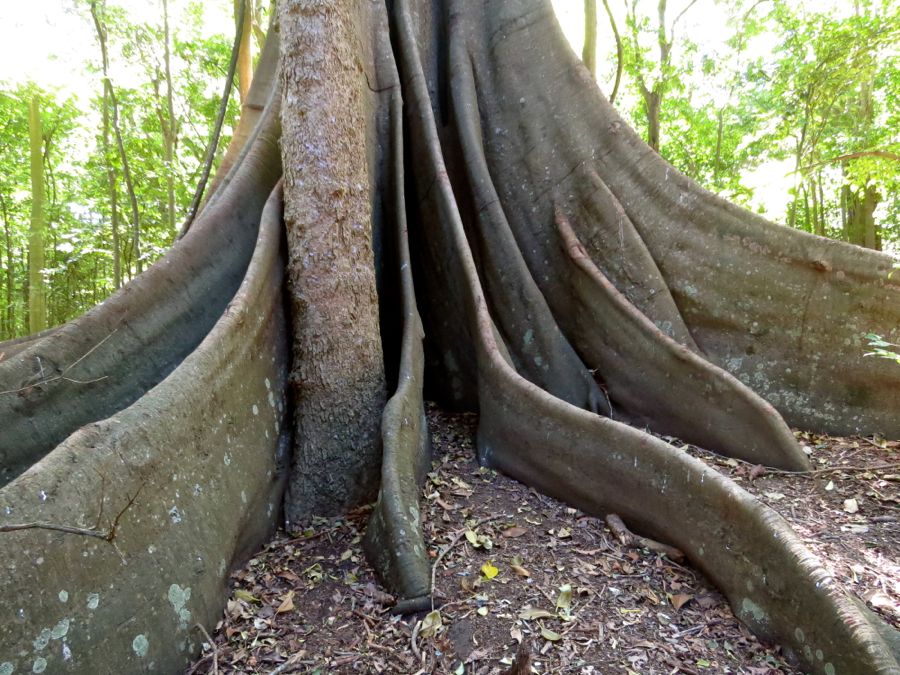 Obří moreton bay fig.