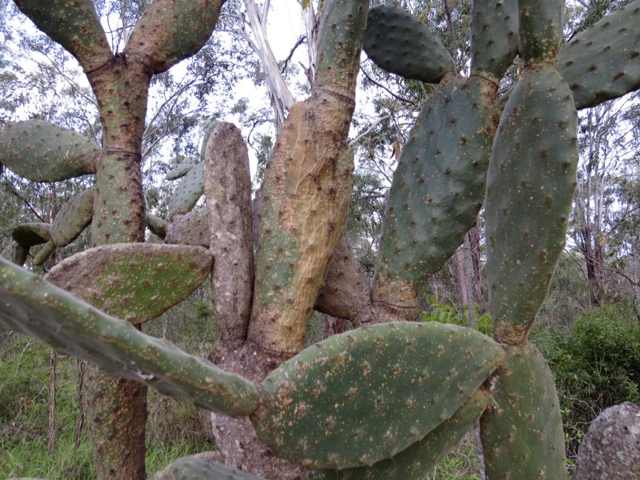 Prickly pears, čili opuncie u cesty.