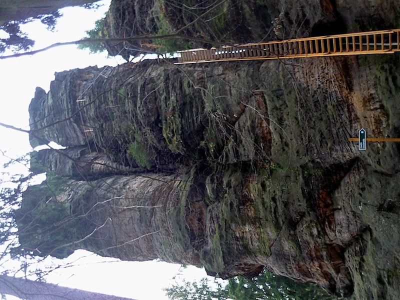 Skalisko Sachsenstein (424 m) na protilehlém břehu říčky.
