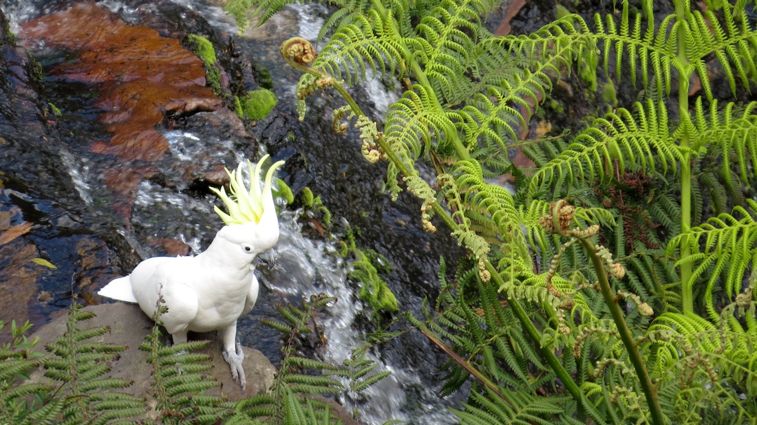 Cockatoo (kakadu) na okraji vodopádu.