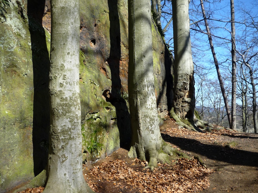 Ralská pahorkatina, nadmořská výška 435 m.