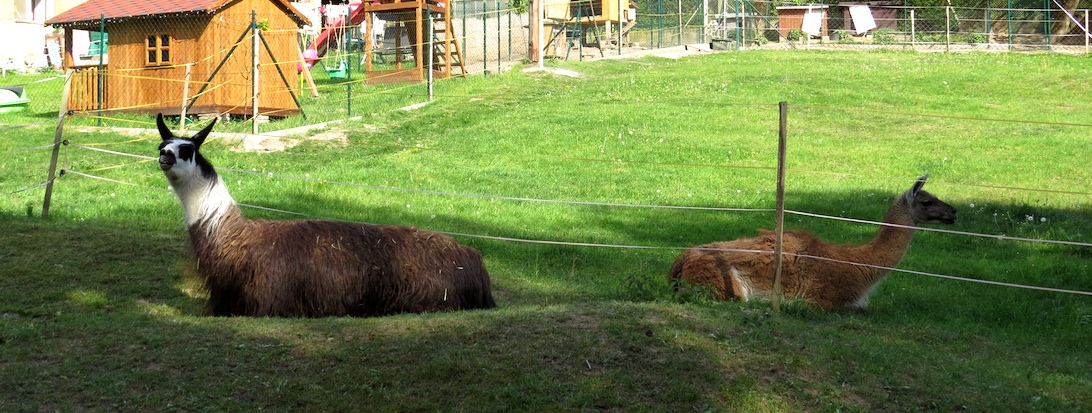 Jelečské lamy.