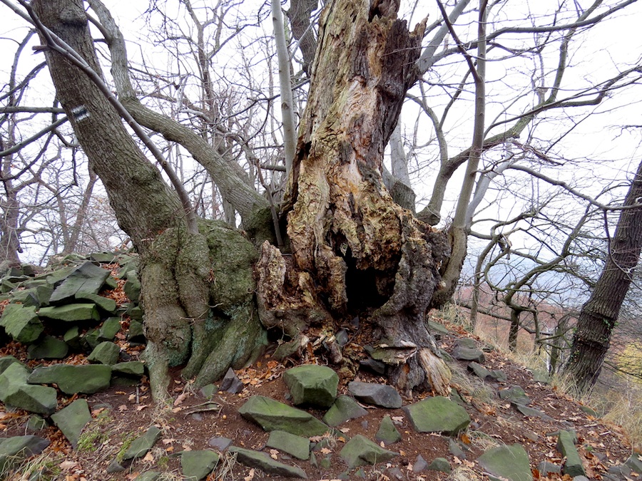 Na neučesaném, listopadově holém vrcholu Plešivce.